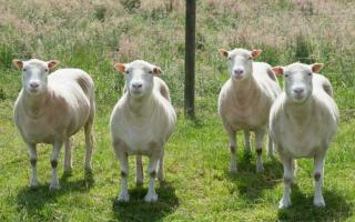 Сомнительное «отцовство» овечки Долли Сколько лет овечке долли